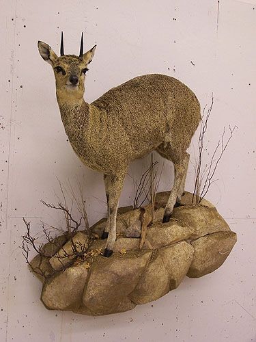 0938_-_small_klipspringer