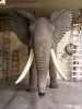 0070_-_small_elephant