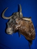 1208_-_small_wildebeeste