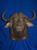 1679_-_small_cape_buffalo