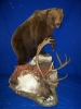 grizzly_caribou
