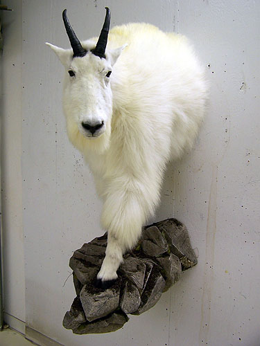 0158_-_mountain_goat