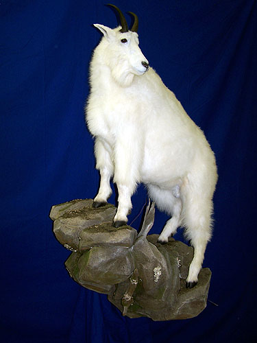 1144_-_mountain_goat