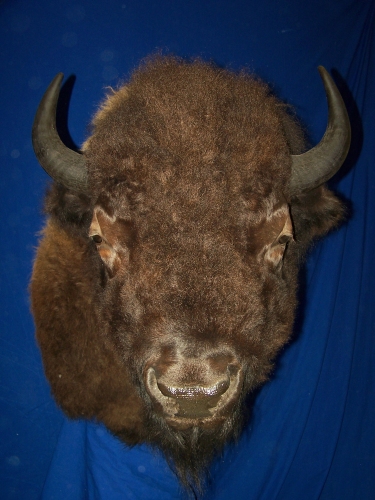 buffalo_2