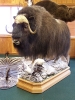 0940_-_small_musk_ox