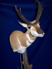 1399_-_antelope